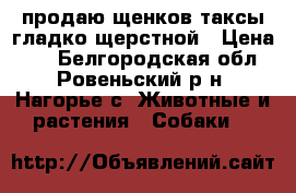 продаю щенков таксы гладко щерстной › Цена ­ 0 - Белгородская обл., Ровеньский р-н, Нагорье с. Животные и растения » Собаки   